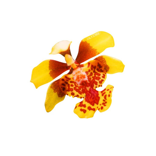 Oncidium Orchid Petal & Leaf Cutter Mini by James Rosselle - NY Cake | Cake Decorating & Baking Supplies