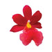 Burrageara Orchid Cutter by James Rosselle - NY Cake | Cake Decorating & Baking Supplies