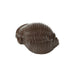 Conch Polycarbonate Chocolate Mold - NY Cake | Cake Decorating & Baking Supplies